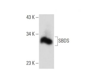 SBDS Antibody (D-6) - Western Blotting - Image 134771 