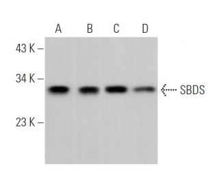 SBDS Antibody (D-9) - Western Blotting - Image 371241 