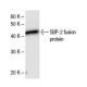SBP-2 Antibody (2957C2a) - Western Blotting - Image 47862