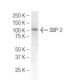 SBP-2 Antibody (2957C2a) - Western Blotting - Image 47863 