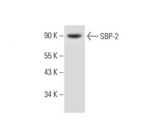 SBP-2 Antibody (C-10) - Western Blotting - Image 297040 