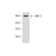 SBP-2 Antibody (C-10) - Western Blotting - Image 297040 