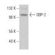 SBP-2 Antibody (C-10) - Western Blotting - Image 384796