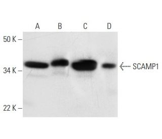 SCAMP1 Antibody (G-8) - Western Blotting - Image 293030 