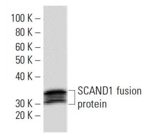 SCAND1 Antibody (SCANH7G4) - Western Blotting - Image 16761