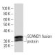 SCAND1 Antibody (SCANH7G4) - Western Blotting - Image 16761