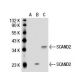 SCAND2 Antibody (D-19) - Western Blotting - Image 30074