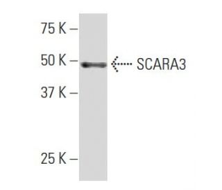 SCARA3 Antibody (10-L) - Western Blotting - Image 33684