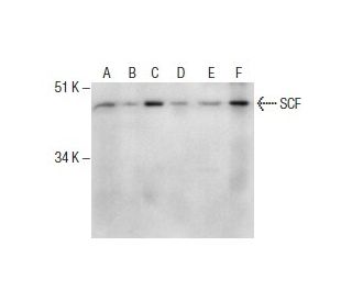 SCF Antibody (G-3) - Western Blotting - Image 285854