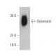 Sclerostin Antibody (C-11) - Western Blotting - Image 399398