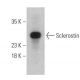 Sclerostin Antibody (C-11) - Western Blotting - Image 399399 