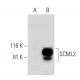 SCML2 Antibody (C-12) - Western Blotting - Image 293070