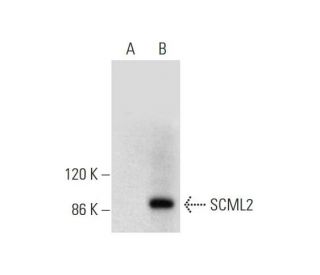SCML2 Antibody (C-7) - Western Blotting - Image 304363 