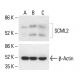SCML2 Antibody (C-7) - Western Blotting - Image 411732