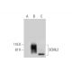 SCML2 Antibody (H-3) - Western Blotting - Image 294415