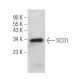 SCO1 Antibody (B-1) - Western Blotting - Image 372405