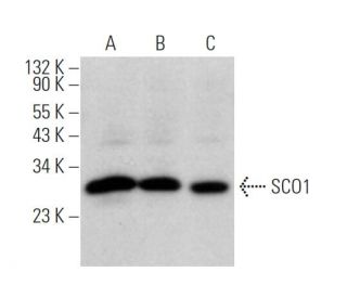 SCO1 Antibody (D-1) - Western Blotting - Image 374879 