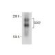 SCOP Antibody (H-3) - Western Blotting - Image 286137 
