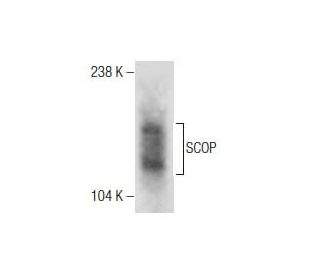 SCOP Antibody (H-3) - Western Blotting - Image 286893 