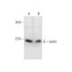 scotin Antibody (C-7) - Western Blotting - Image 289628