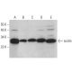 scotin Antibody (C-7) - Western Blotting - Image 376355 