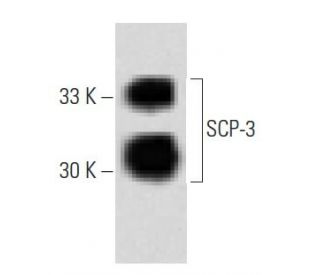 SCP-3 Antibody (25) - Western Blotting - Image 60437