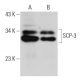 SCP-3 Antibody (G-3) - Western Blotting - Image 30286