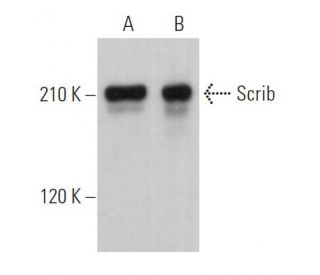 Scrib Antibody (C-6) - Western Blotting - Image 361998 
