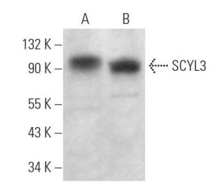 SCYL3 Antibody (E-7) - Western Blotting - Image 369072 