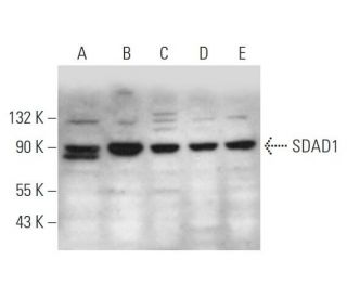 SDAD1 Antibody (C-12) - Western Blotting - Image 345914 