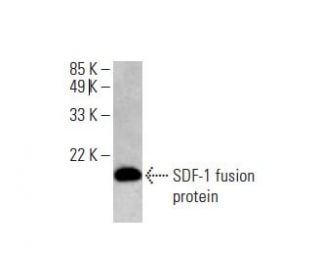 SDF-1/CXCL12 Antibody (F-4) - Western Blotting - Image 393035 