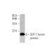 SDF-1/CXCL12 Antibody (F-4) - Western Blotting - Image 393035 
