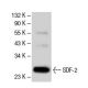 SDF-2 Antibody (J-22) - Western Blotting - Image 50176