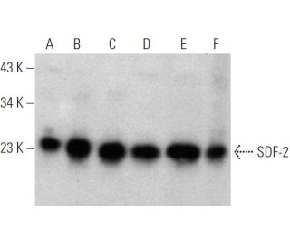 SDF-2 Antibody (J-22) - Western Blotting - Image 368237 
