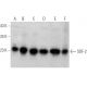 SDF-2 Antibody (J-22) - Western Blotting - Image 368237 