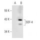 SDF-4 Antibody (E-12) - Western Blotting - Image 299225