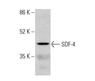 SDF-4 Antibody (E-12) - Western Blotting - Image 375574 