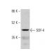 SDF-4 Antibody (E-12) - Western Blotting - Image 375574 