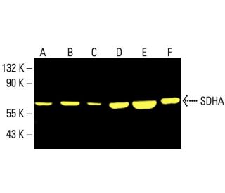 SDHA Antibody (F-2) - Western Blotting - Image 404224 