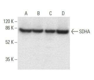 SDHA Antibody (D-4) - Western Blotting - Image 372844