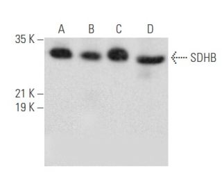 SDHB Antibody (G-10) - Western Blotting - Image 355515 