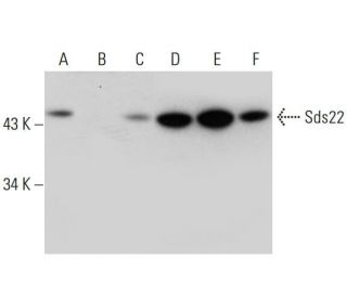 Sds22 Antibody (B-8) - Western Blotting - Image 309698 