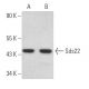 Sds22 Antibody (B-8) - Western Blotting - Image 367611