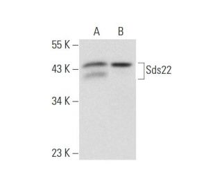 Sds22 Antibody (E-10) - Western Blotting - Image 333373 