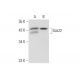 Sds22 Antibody (E-10) - Western Blotting - Image 333373 