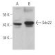 Sds22 Antibody (E-10) - Western Blotting - Image 367605