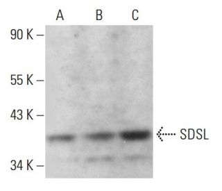 SDSL Antibody (B-8) - Western Blotting - Image 376195 