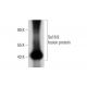 Se18.9 Antibody (B-8) - Western Blotting - Image 297966