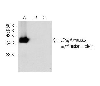 Se46.8 Antibody (C-10) - Western Blotting - Image 282545