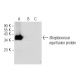 Se46.8 Antibody (C-10) - Western Blotting - Image 282545